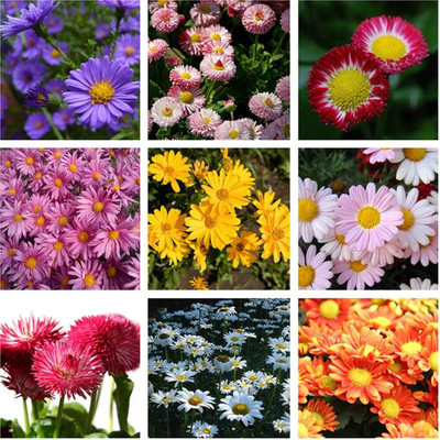 Qualtivate ATS-88 High Germination Rate Chrysanthemum Seeds Seed(25 per packet)