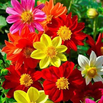 Paudha Dahlia Mix Flower Seed(25 per packet)