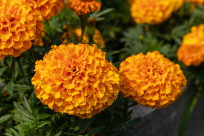 Hybrid mango seeds marigold/gende ka phool flower seeds Seed(25 per packet)