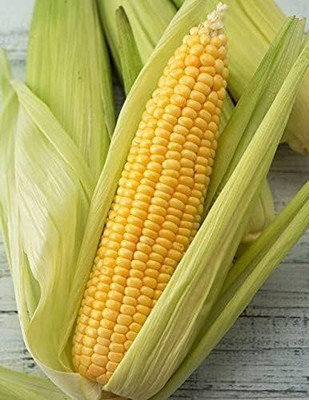 Qualtivate JXL-8AT Sugar Sweet Corn Seed(400 per packet)