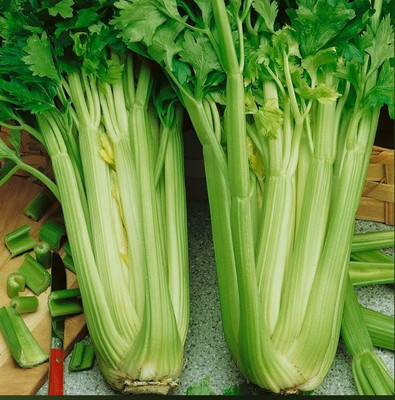 ENTENT Utah Tall Organic Celery Seed(50 per packet)