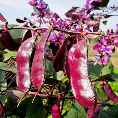 CYBEXIS High Germination Purple Dolichos Lablab Seeds800 Seeds Seed(800 per packet)