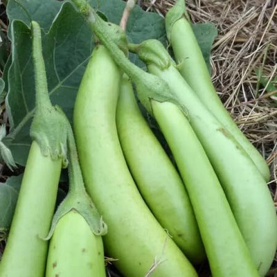 KNESSiN Hybrid Brinjal Green Long Eggplant Vegetable ( Seeds) Seed(2000 per packet)