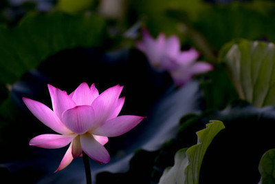 CRGO lotus,kamal gatta Seed(11 per packet)