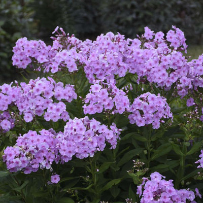 CYBEXIS Phlox paniculata, Uptown Girl100 Seeds Seed(100 per packet)