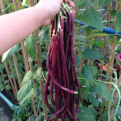 Pbevergreen long beans seeds Seed(129 per packet)