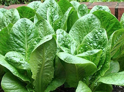 CYBEXIS Romain Lettuce Vegetable Seeds4000 Seeds Seed(4000 per packet)