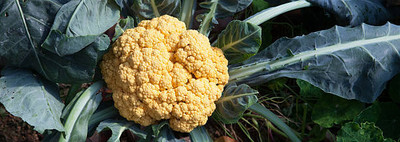 USTAR white cauliflower,gobhee seeds Seed(35 per packet)