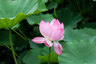 jkfarm lotus,kamal seeds Seed(13 per packet)