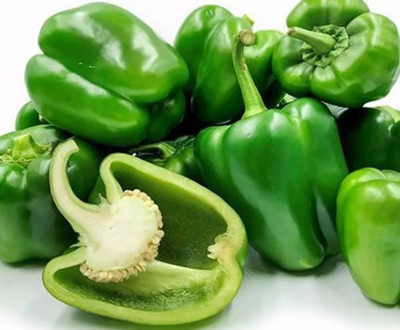 VASUDHA Green शिमला मिर्च Capsicum/Shimla Mirch Seed(500 per packet)