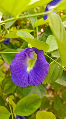 Dasstore APARAJITA MULTIPLE COLOUR FLOWER SEED (PACK OF 25) Seed(25 per packet)
