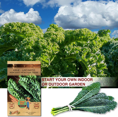 WILLVINE MAH -IV Black Tuscan Dinosaur Kale [5g] Seed(1500 per packet)
