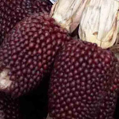 Qualtivate TLX-747 Strawberry Corn Red Sweet Popcorn Seed(500 per packet)