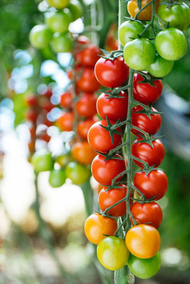 STYOKIYA tomato Seed(105 per packet)