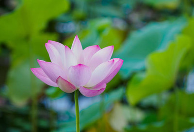 Chalissa lotus,kamal gatta Seed(11 per packet)