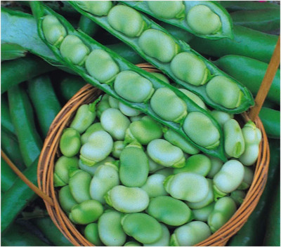 CYBEXIS Broad Bean Seeds-100 Seeds Seed(100 per packet)