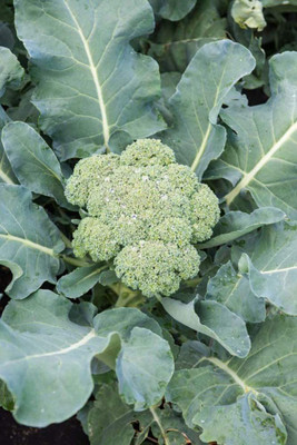VibeX ® RXI-485 Broccoli Blue Ribbon Seeds Seed(200 per packet)