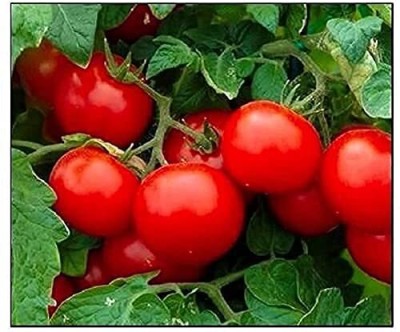 Aywal Tomato F1 Hybrid Vegetable Seed(6000 per packet)