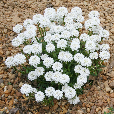 Aywal Candytuft (Perennial) Snowflake Seed(10 per packet)