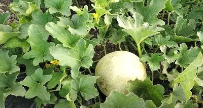 Aywal Sugar Cube Musk Melon Seed(20 per packet)