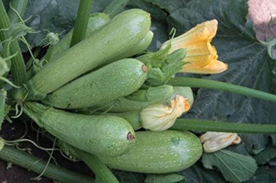 Qualtivate AXL-1AT Zucchini Courgette Squash Seeds Seed(30 per packet)