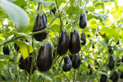 Pbevergreen F1 Hybrid Brinjal Seed(55 per packet)