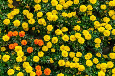 FRENUTRI marigold/gende ka phool flower seeds Seed(50 per packet)