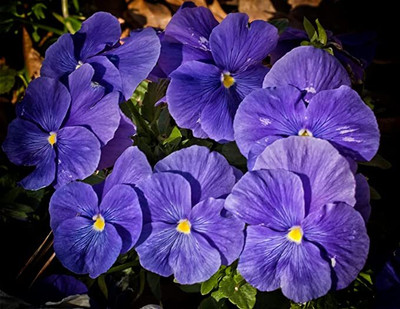 Aywal Pansy Swiss Gaint Seed(10 per packet)