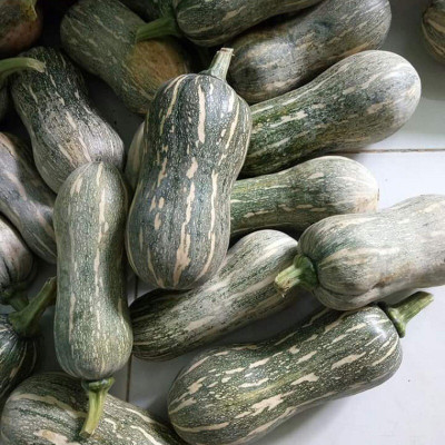 Farmonix High Quality Pumpkin Squash Vegetable Seed(2000 per packet)