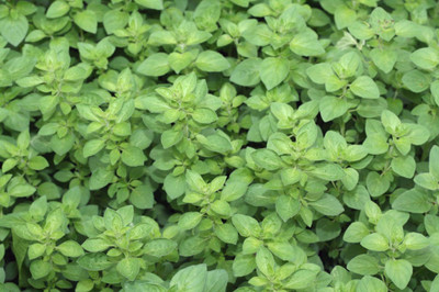 WILLVINE Garden Hub Oregano Herb Seeds-[100 Seeds] Seed(100 per packet)