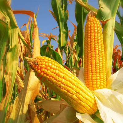 WILLVINE SYN -VIII Pop corn seeds-[1Kg] Seed(4000 per packet)