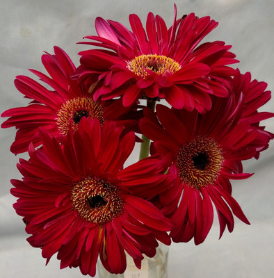 Mozette Exotic daisy red Seed(19 per packet)
