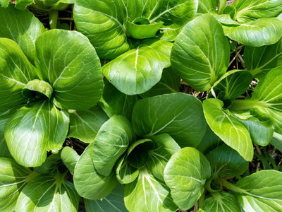 Atlus Pak Choi - Seeds - Organic & Non Gmo - Heirloom Seed(80 per packet)