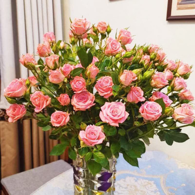 CYBEXIS LXI-90 - Romantic Lover Rose - (100 Seeds) Seed(100 per packet)