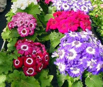 XOLDA Exotic cineraria Seed(30 per packet)