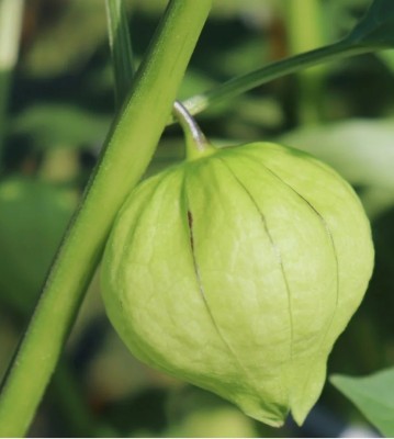 Quentova Toma Verde Tomatillo 10gm Seeds Seed(4000 per packet)