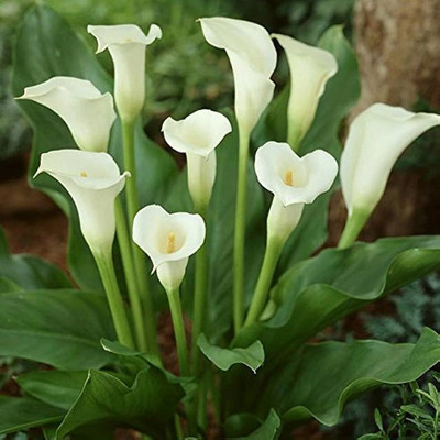 Audbhidhi Calla Lily Winter Flower Plant Seed(20 per packet)