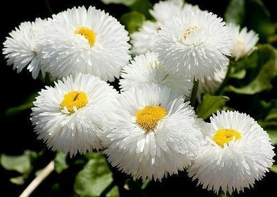 VibeX VVI-4 - Flower : Daisy-Monstrosa Double White - (60 Seeds) Seed(60 per packet)