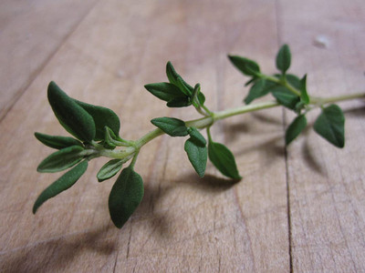 CYBEXIS LX-13 - Organic Summer Thyme - (1350 Seeds) Seed(1350 per packet)