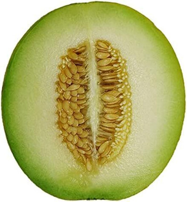 Qualtivate PUAS-6A Light Green Honey Dew Musk Melons Seed(200 per packet)