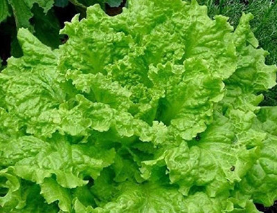 CYBEXIS Lettuce Seeds Big Green Leaves Wavy Peculiar Shape Curl1000 Seeds Seed(1000 per packet)