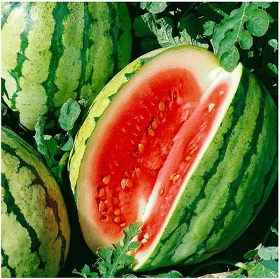 Qualtivate HUA-8A Dixie Queen Watermelon Seeds Seed(100 per packet)