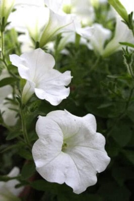 Qualtivate VXI-217 White Petunia Seeds Super Cascade Flowers Seed(50 per packet)