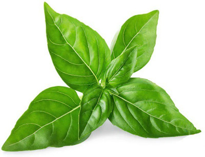 VibeX ® XLR-24 Basil Lime Garden Herb Seed(1000 per packet)