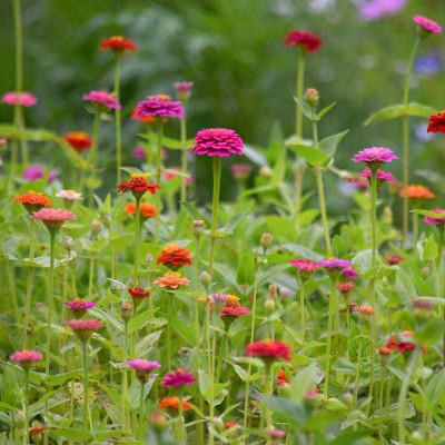 Avysa Zinnia Lilliput Mix Seed(5 per packet)