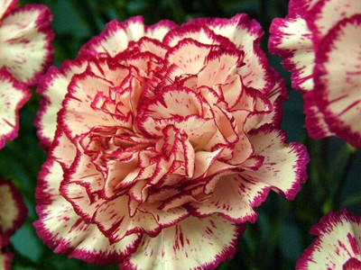 CYBEXIS Giant Chabaud Carnations Seed(50 per packet)