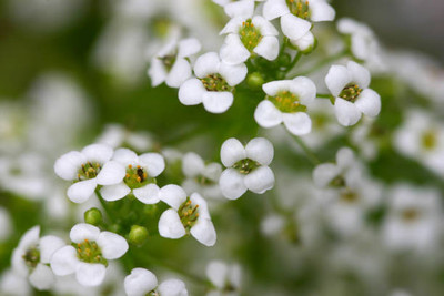 XOLDAA gypsophila flower Seed(200 per packet)