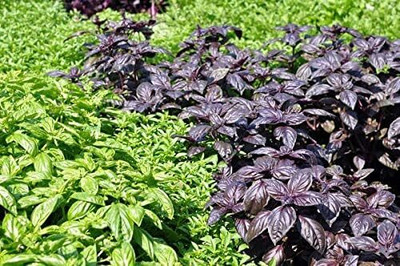 WILLVINE Basil Five fragrances, Blend, Basil Seeds-[2000 Seeds] Seed(2000 per packet)