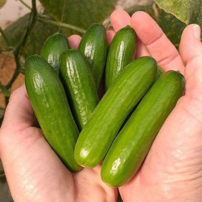 CYBEXIS VXI-87 - Mini-Me F1 Organic Cucumber - (1350 Seeds) Seed(1350 per packet)