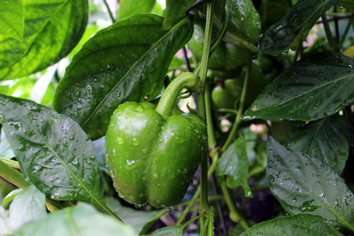 VibeX TLX-58 - Premium Hybrid Green Capsicum - (1350 Seeds) Seed(1350 per packet)